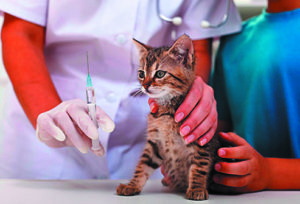 getty_rm_photo_of_kitten_vaccination